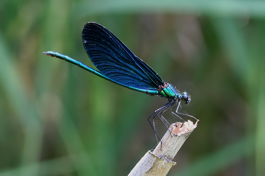 6236_Bosbeekjuffer (m) - Plitvice N.P. (Kroatia).jpg